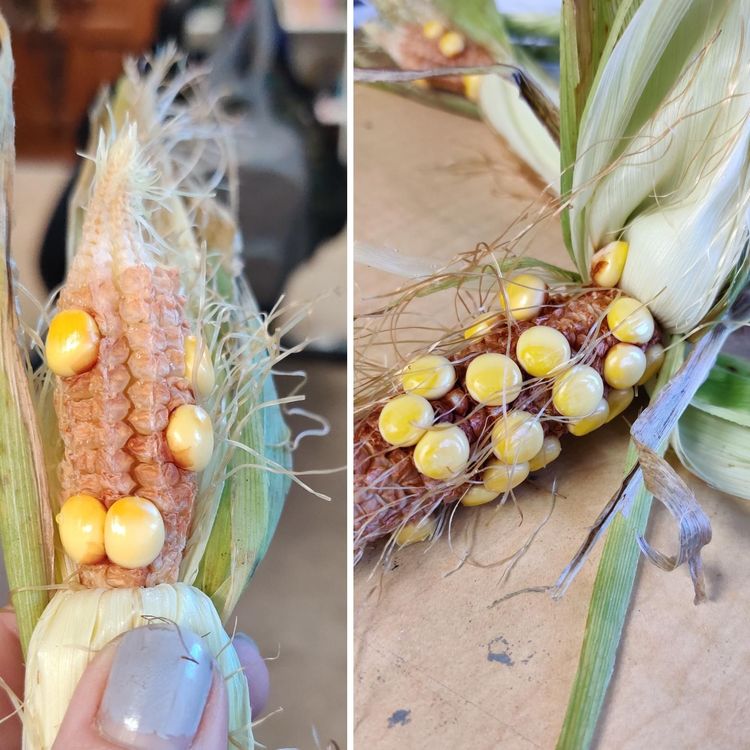 03-11-53-16474207981660567803