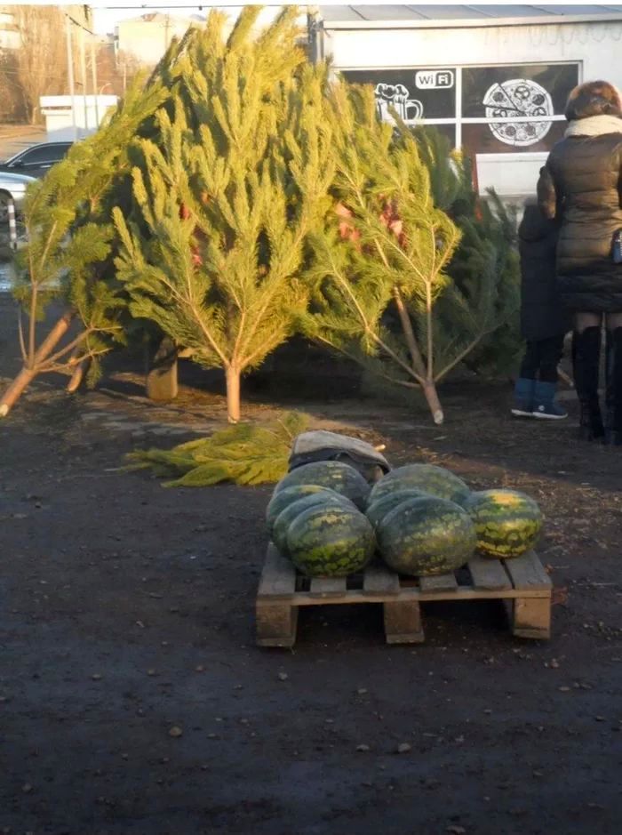 03-12-37-16486330441972184553