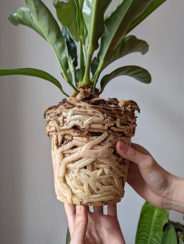 03-13-15-16480305271817474939