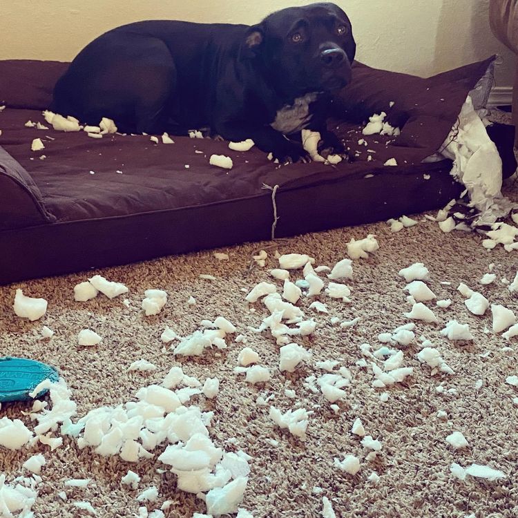 03-14-51-1648122689211295819