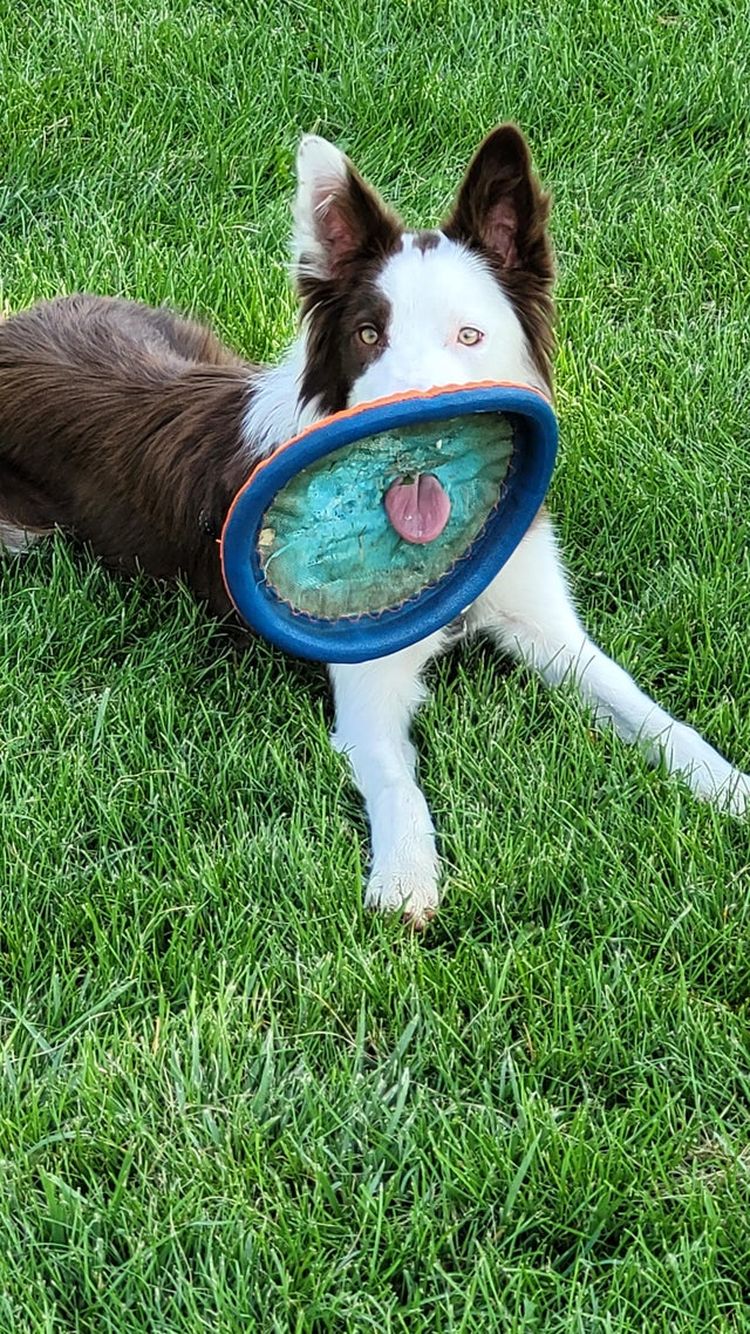 03-20-20-1646241629306806787