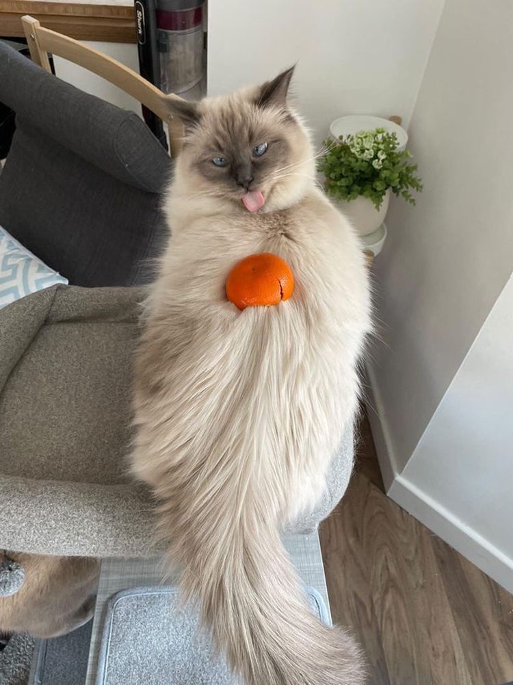 03-20-20-1646241635484921721