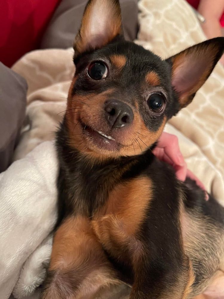 03-20-20-1646241640279613511