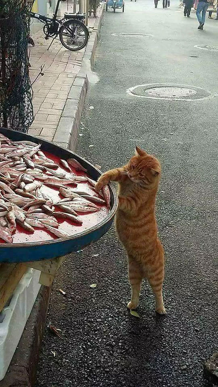 Кот украл рыбу