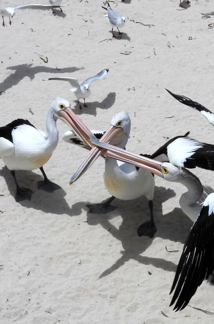 05-11-01-1652947301696448841