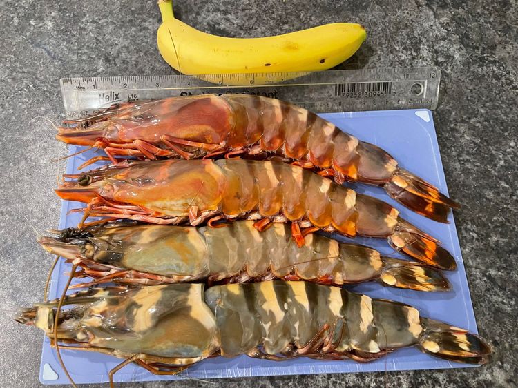 05-11-46-1652777169522555662