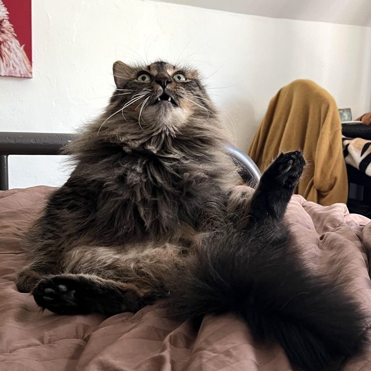 05-13-21-1652869304760466814