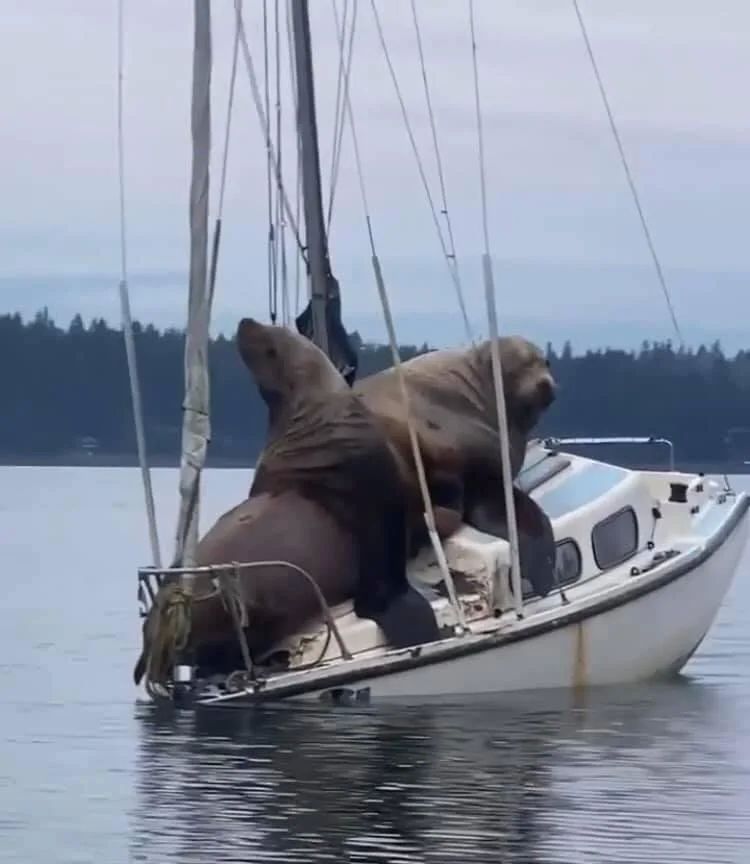 05-15-16-16517529751342656510