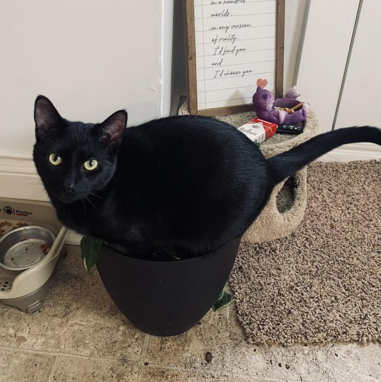 05-15-55-1653396956458440400