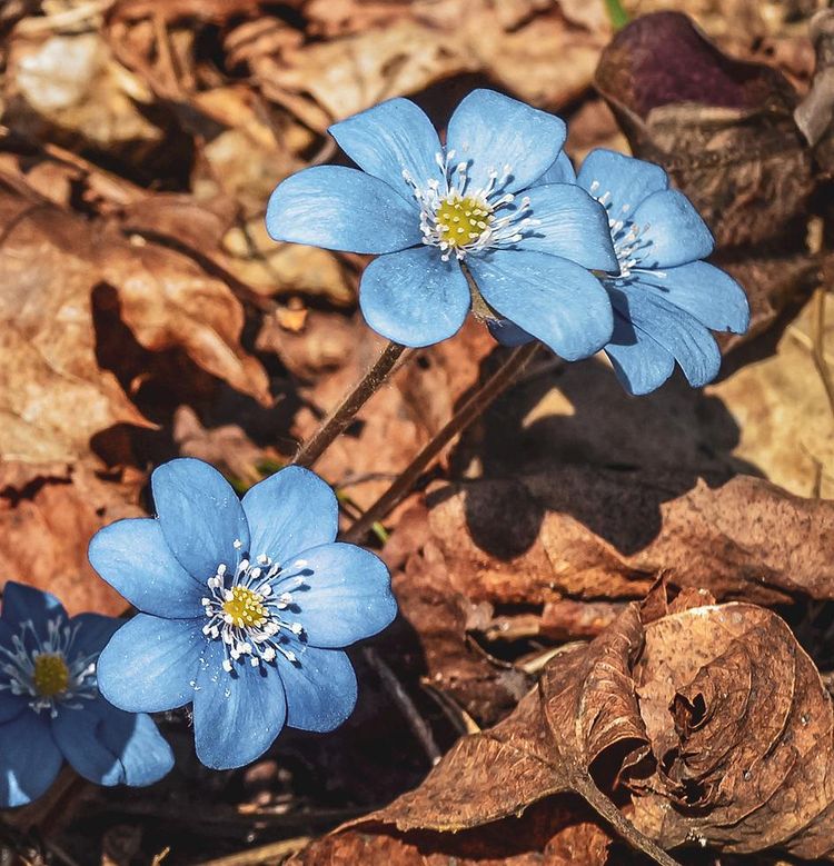 05-17-19-16535747881886993247