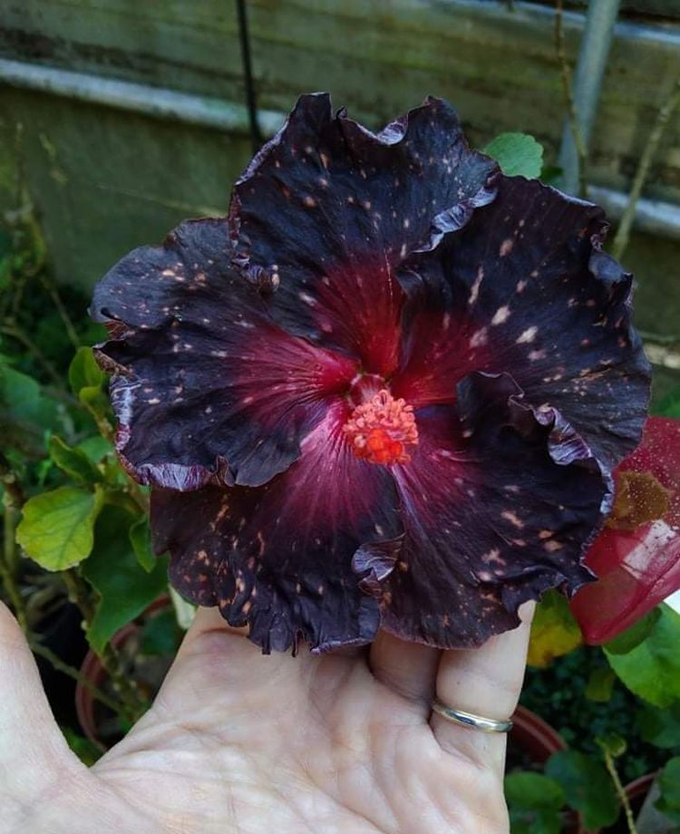 05-17-19-16535747961875179201