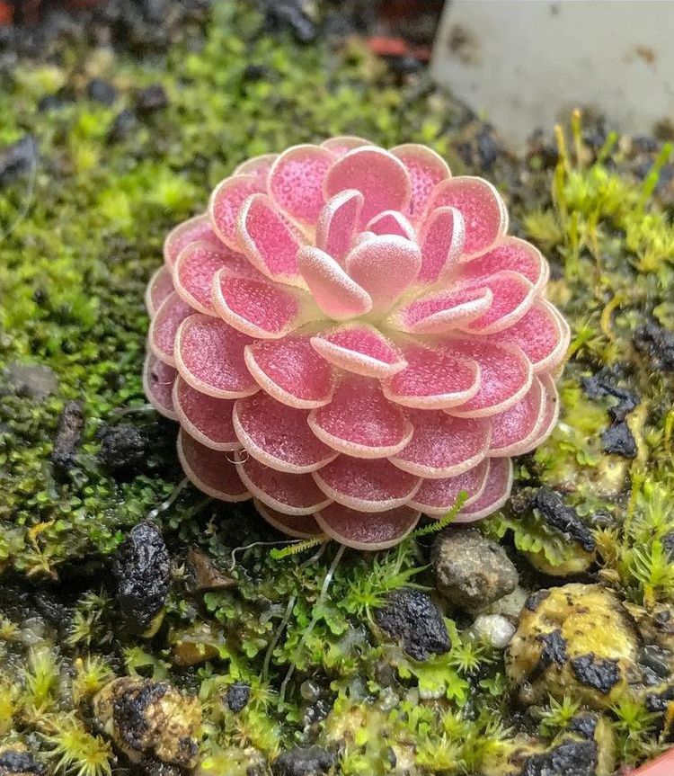 05-17-20-1653574803565481363