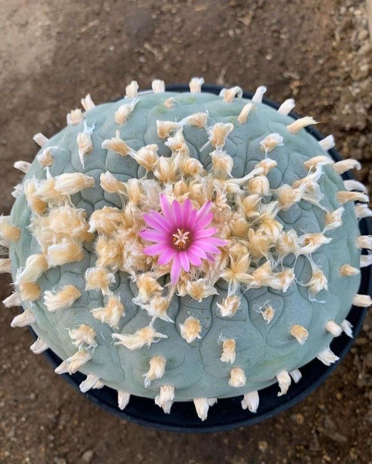 05-17-20-16535748121130184454