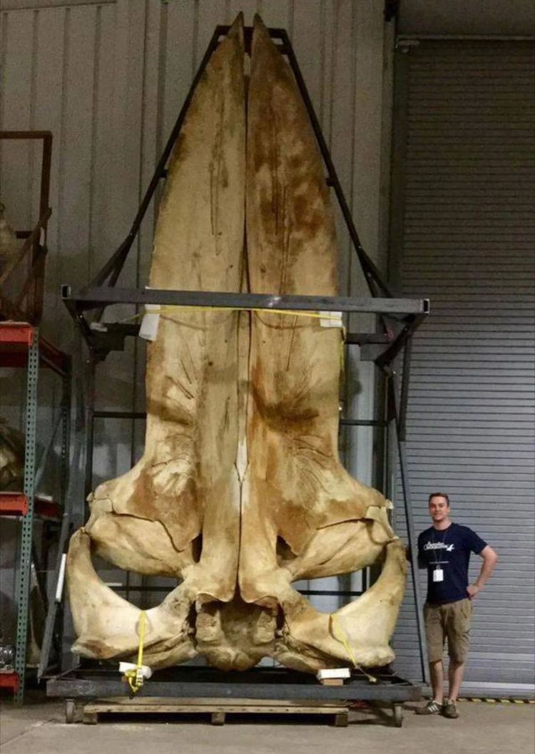 06-12-37-1654681024393210383