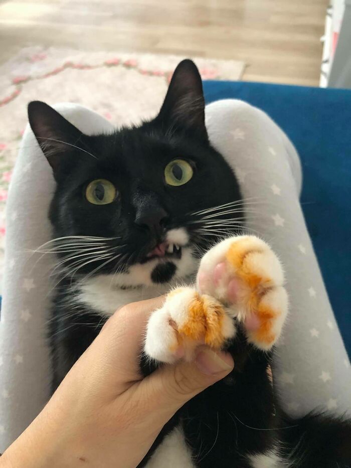 06-13-38-16563262861697557546