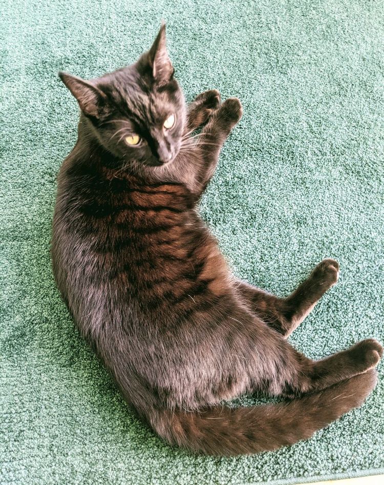 06-15-28-1654086508743941782