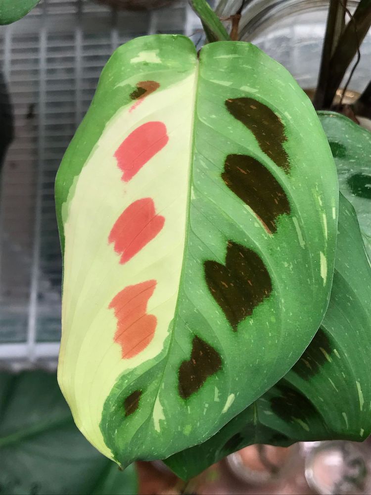 06-16-02-1656594129331403206