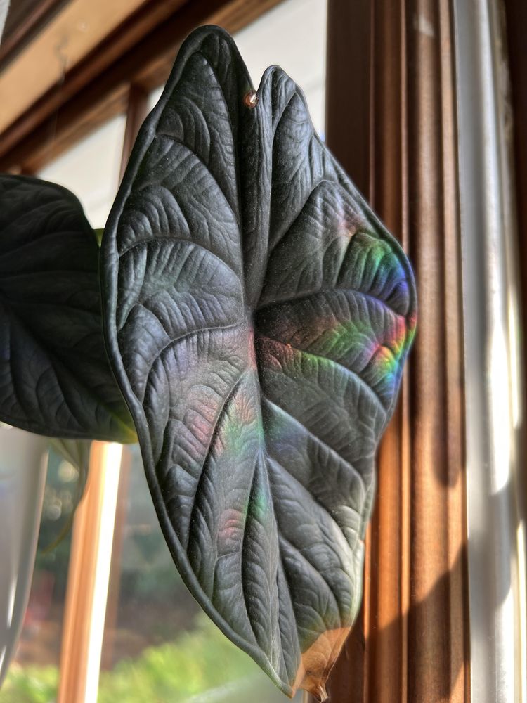 06-16-02-16565941391680876642