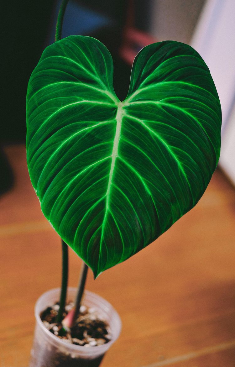 06-16-02-1656594155533636949