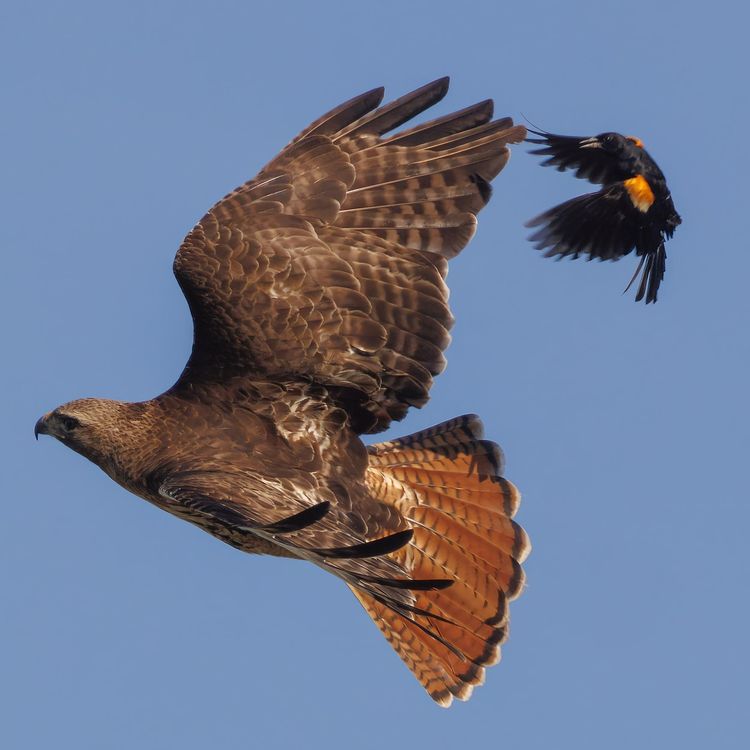 06-19-37-1656434235457548351