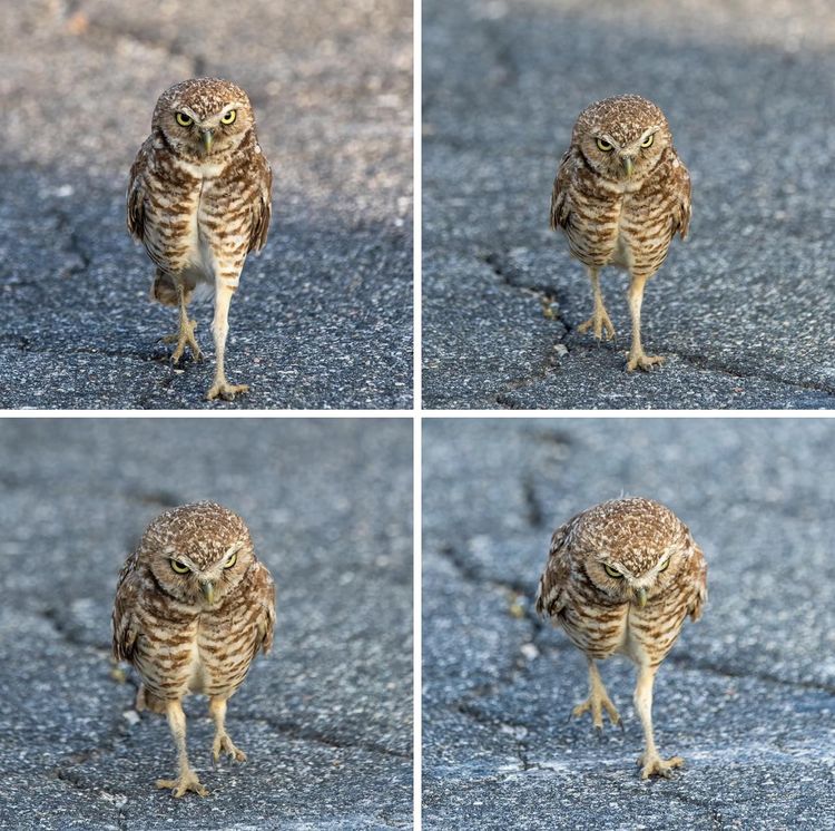 06-19-38-1656434283932365900