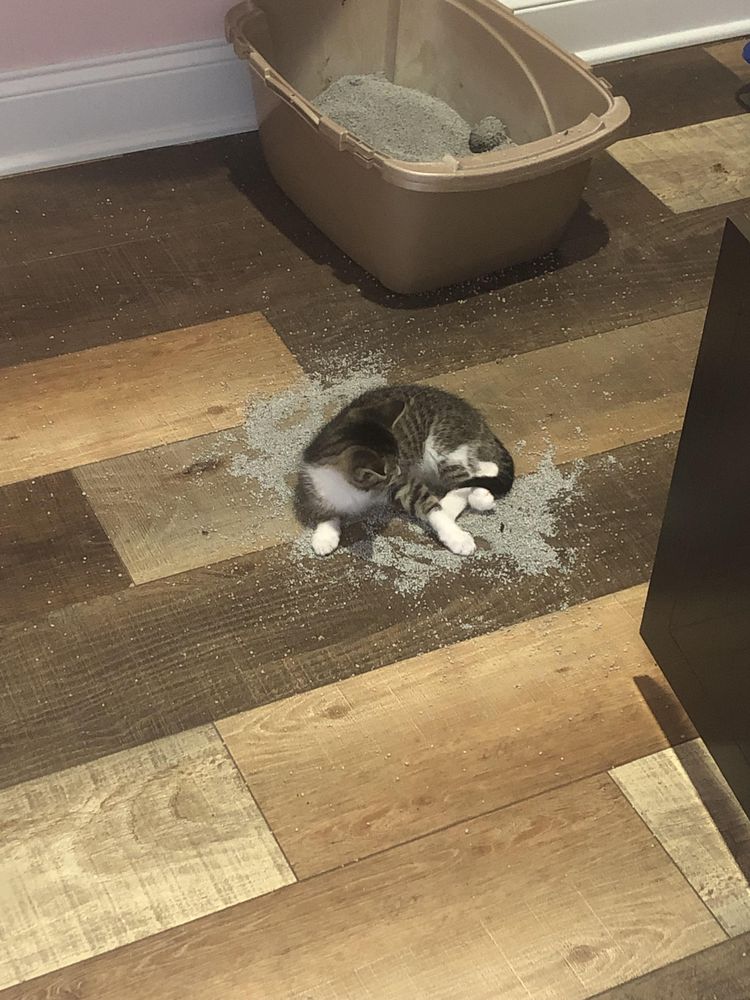 07-11-38-16583062821801998618