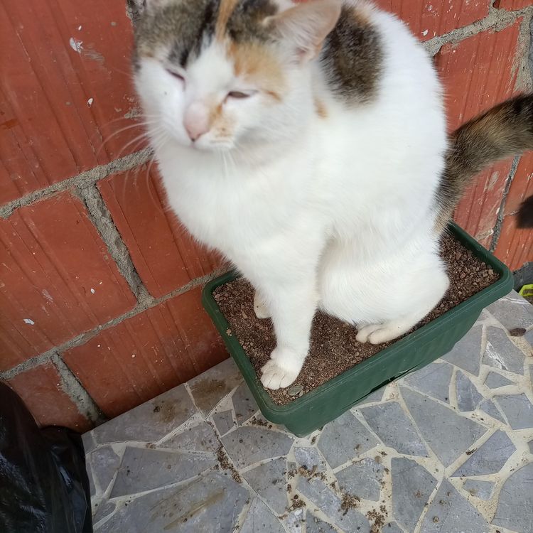 07-11-38-16583062941266536952