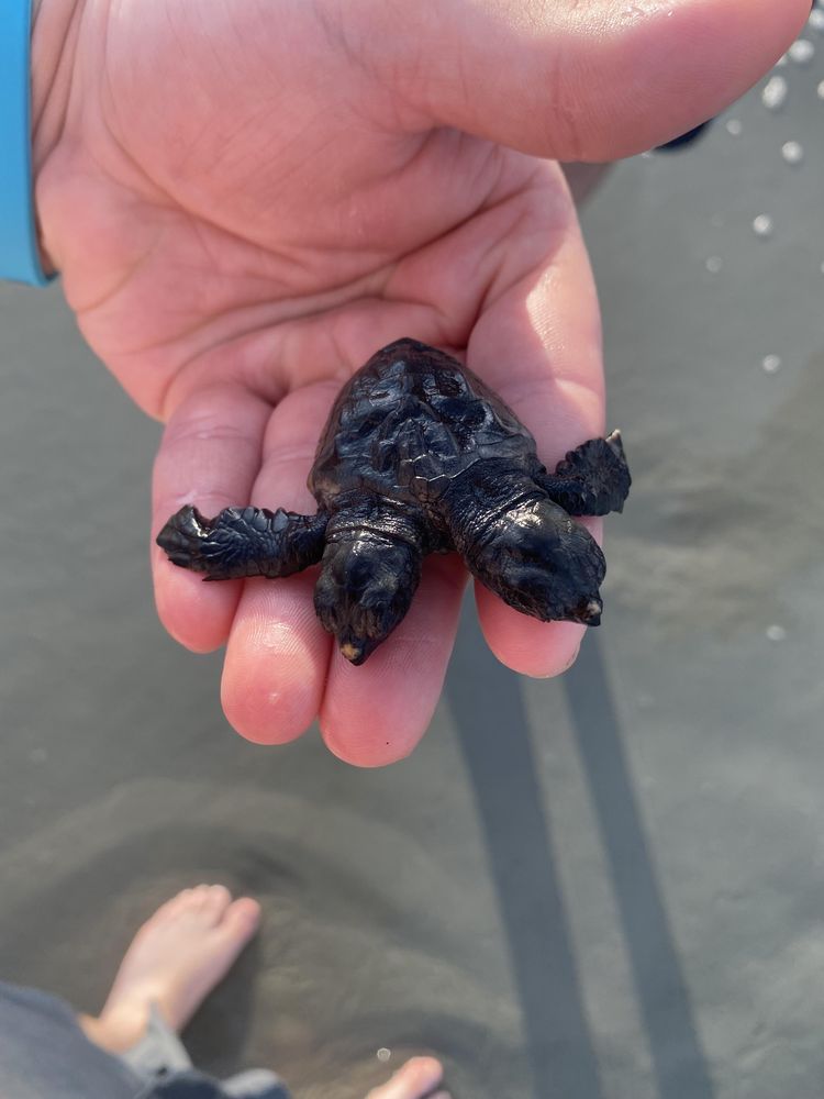 07-17-54-1659020098989575041