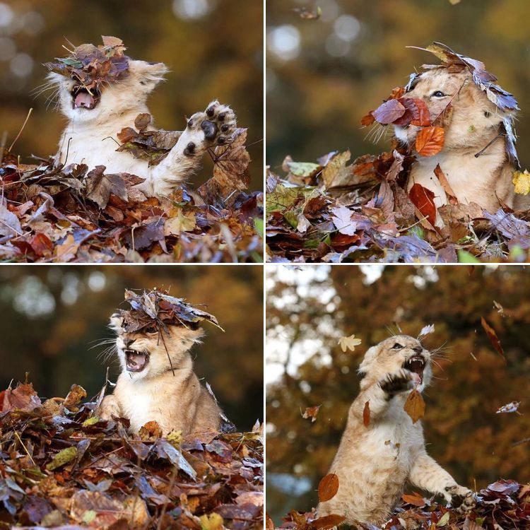 07-18-03-1657810995127415310