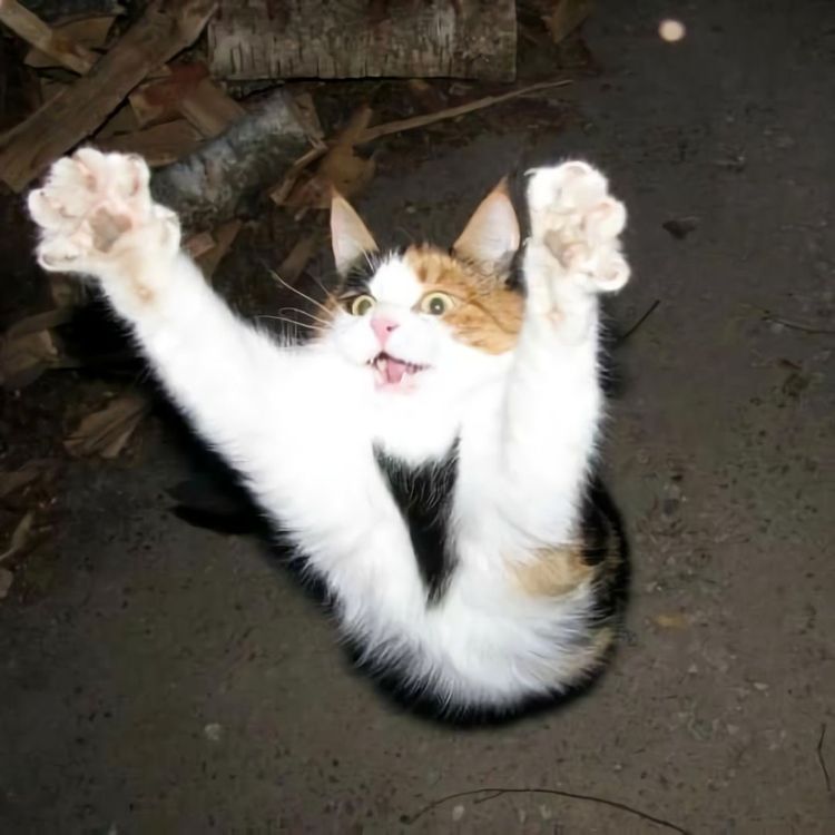 08-11-23-1661502194395573538