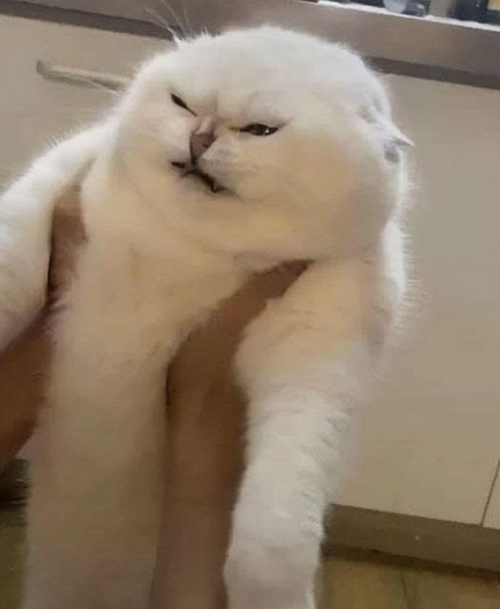 08-11-39-1659343177402590450