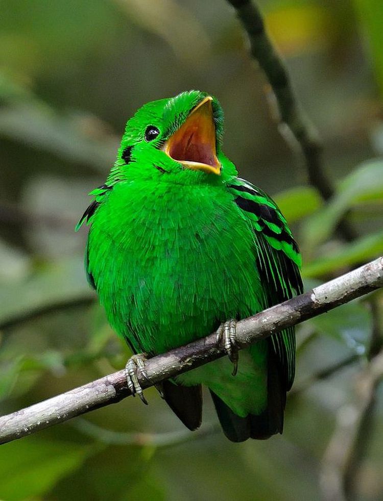 Птица с зеленым оперением. Зелёный рогоклюв. Малый зелёный рогоклюв. Синебрюхий зелёный рогоклюв. Calyptomena viridis.
