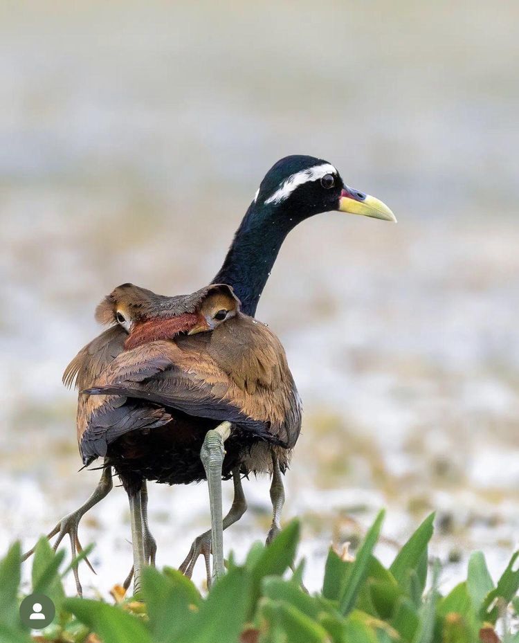 08-13-54-16601288411057042268