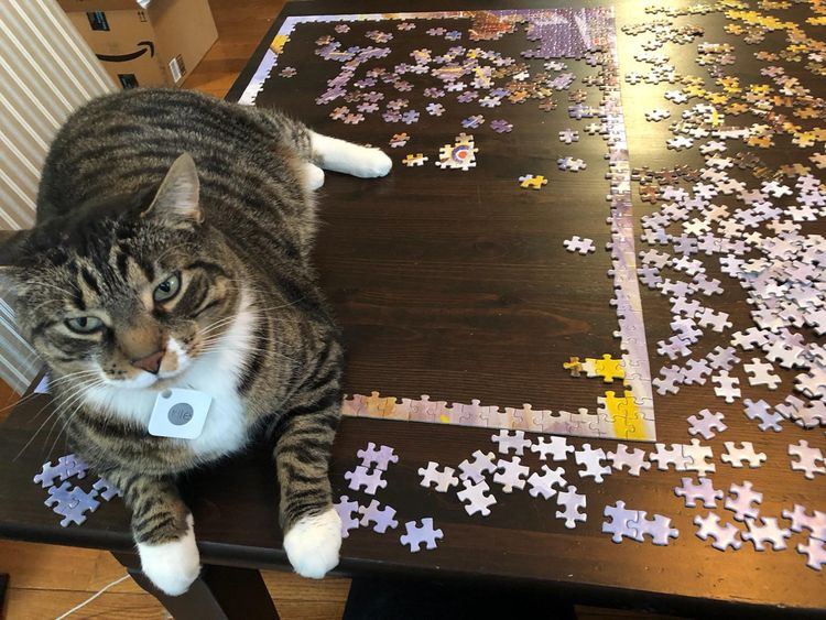 08-15-40-1661344856189024385