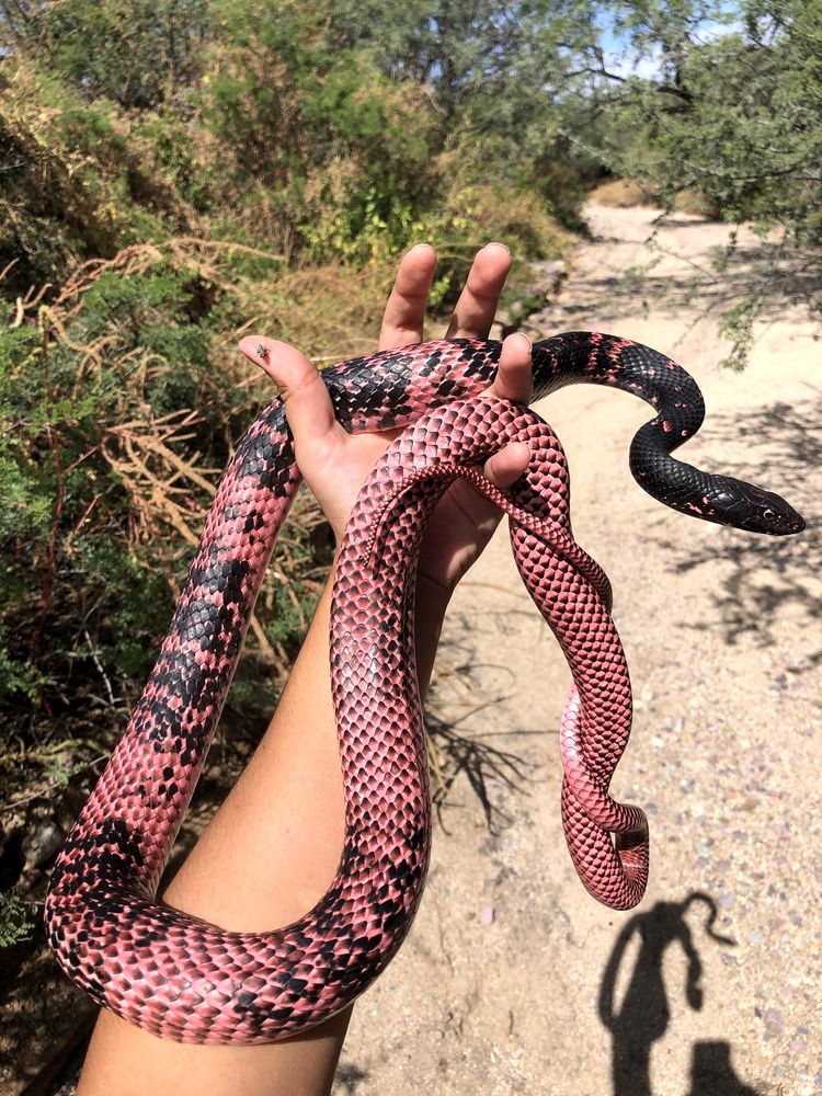 08-18-17-1659539826984983136