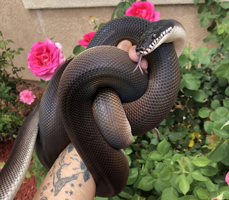 08-18-17-16595398381650968953