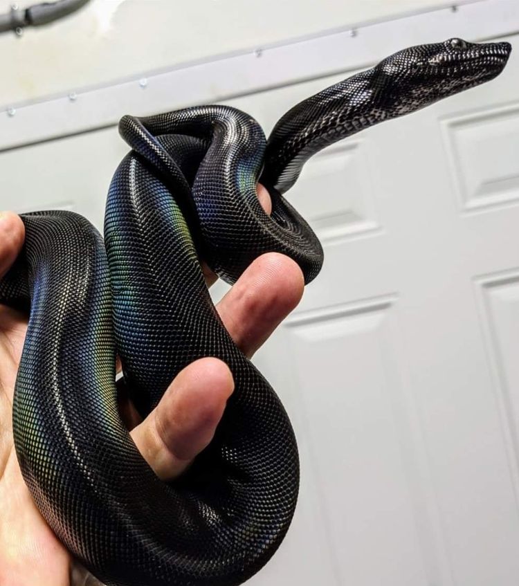 08-18-17-1659539842602662668