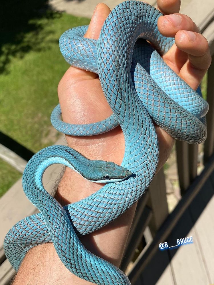 08-18-17-1659539848711585015