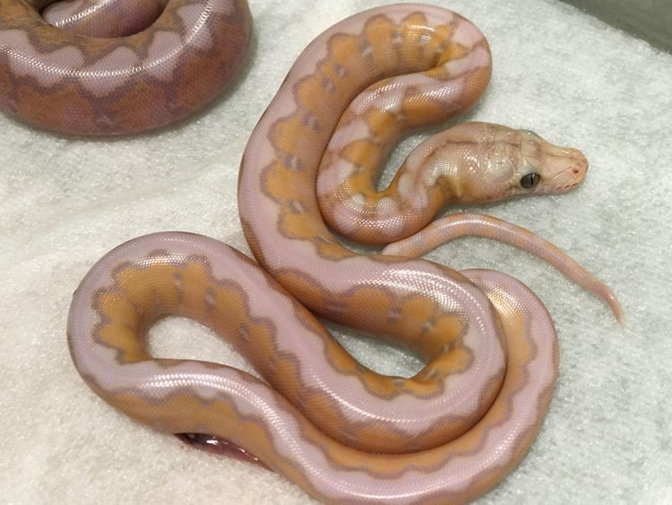 08-18-17-1659539868491453670