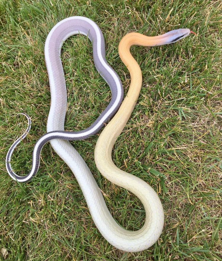 08-18-17-16595398711209928616