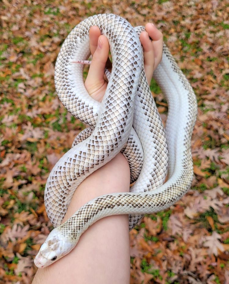 08-18-17-16595398741626864489