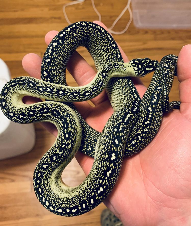 08-18-17-16595398781434533172