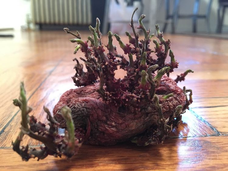 08-20-18-1661361486902536212