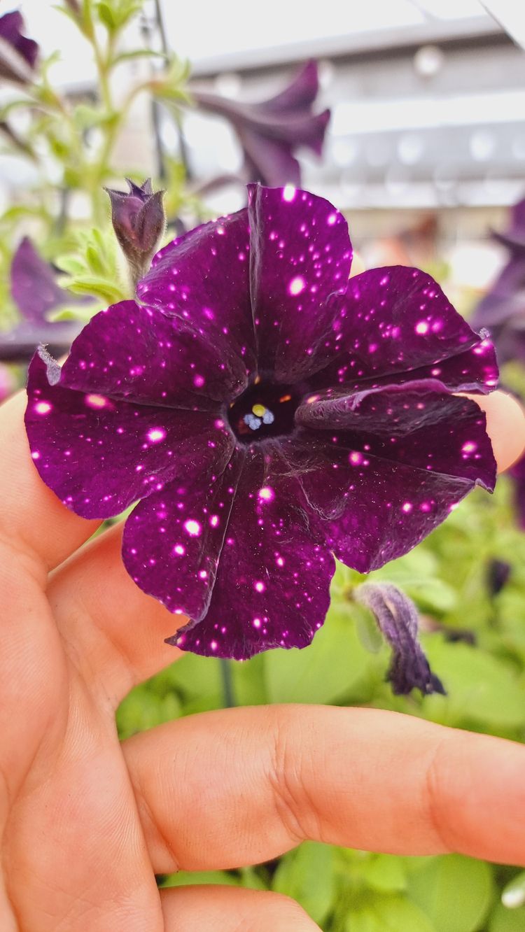 08-20-18-16613614891504620623