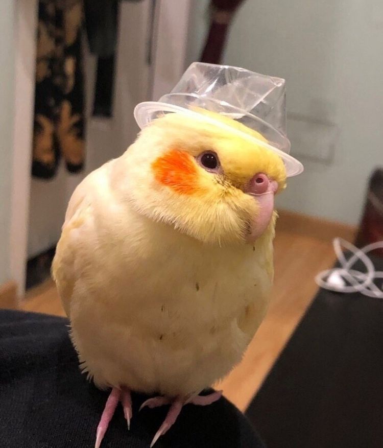 09-16-26-1662470790806794874