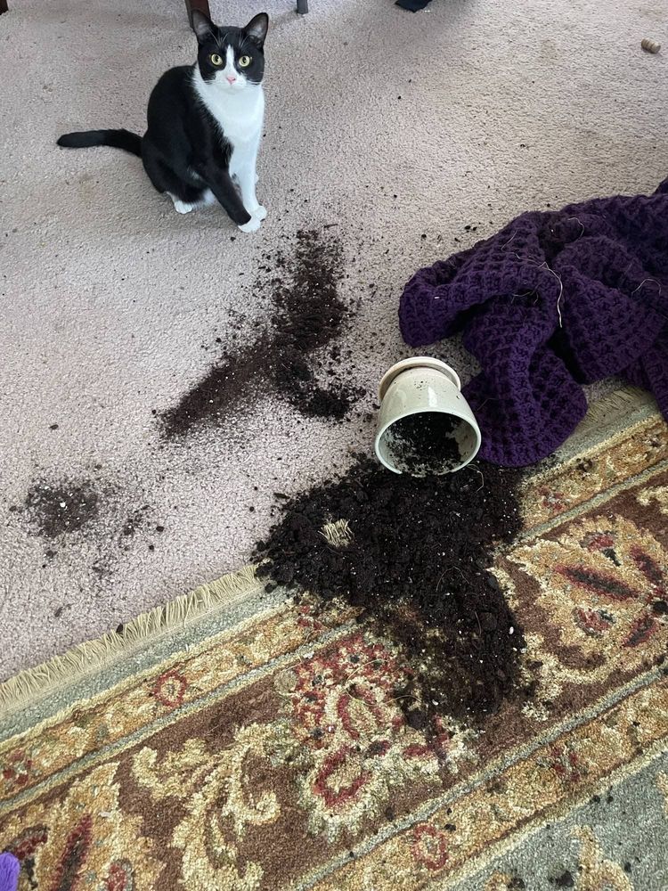 image-20220927132139-15