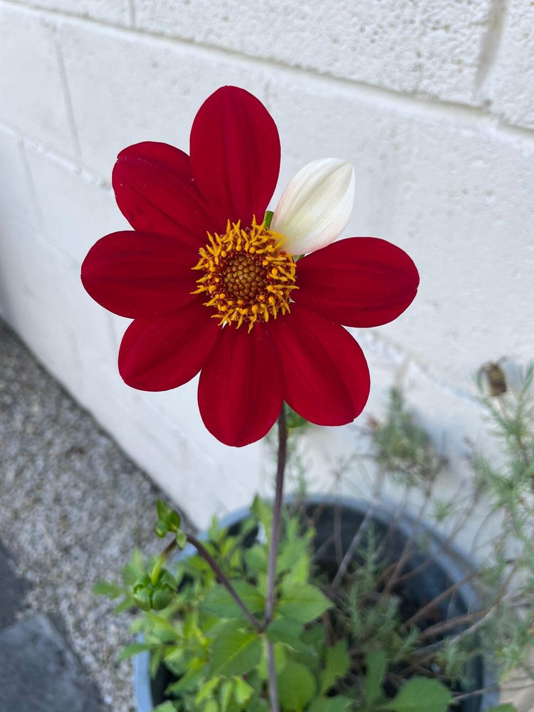 image-20220929182339-2