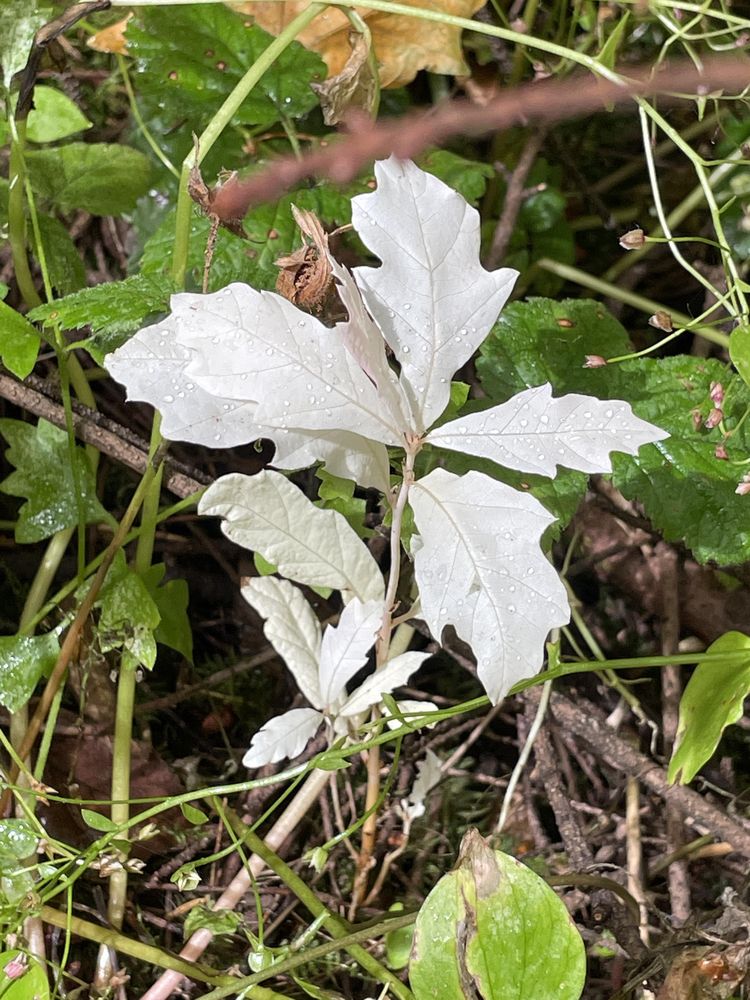 image-20220929182421-6