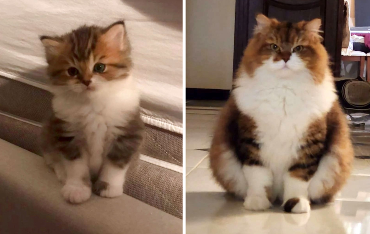 image-20221027172252-7