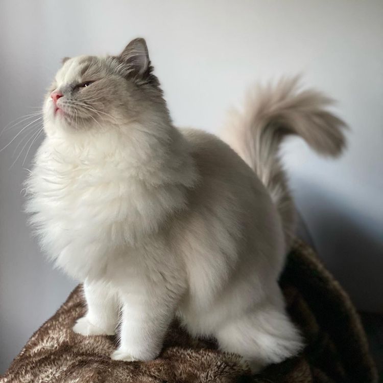 image-20221109133456-11